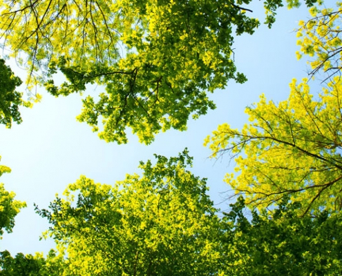 Arbor Day Header